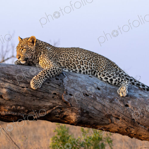 Leopard, Panthera pardus, Female leopard resting lengthwise on a thick fallen tree log…