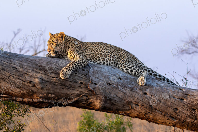 Leopard, Panthera pardus, Female leopard resting lengthwise on a thick fallen tree log…