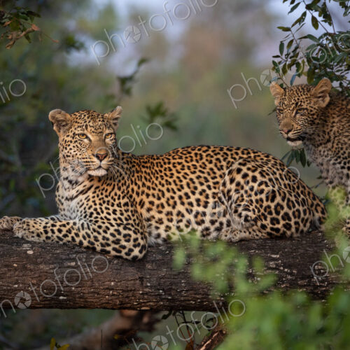 Leopard, Panthera pardus, Female leopard resting on a branch with a cub standing next… Leopard, Panthera pardus, Female leopard resting on a branch with a cub standing next…