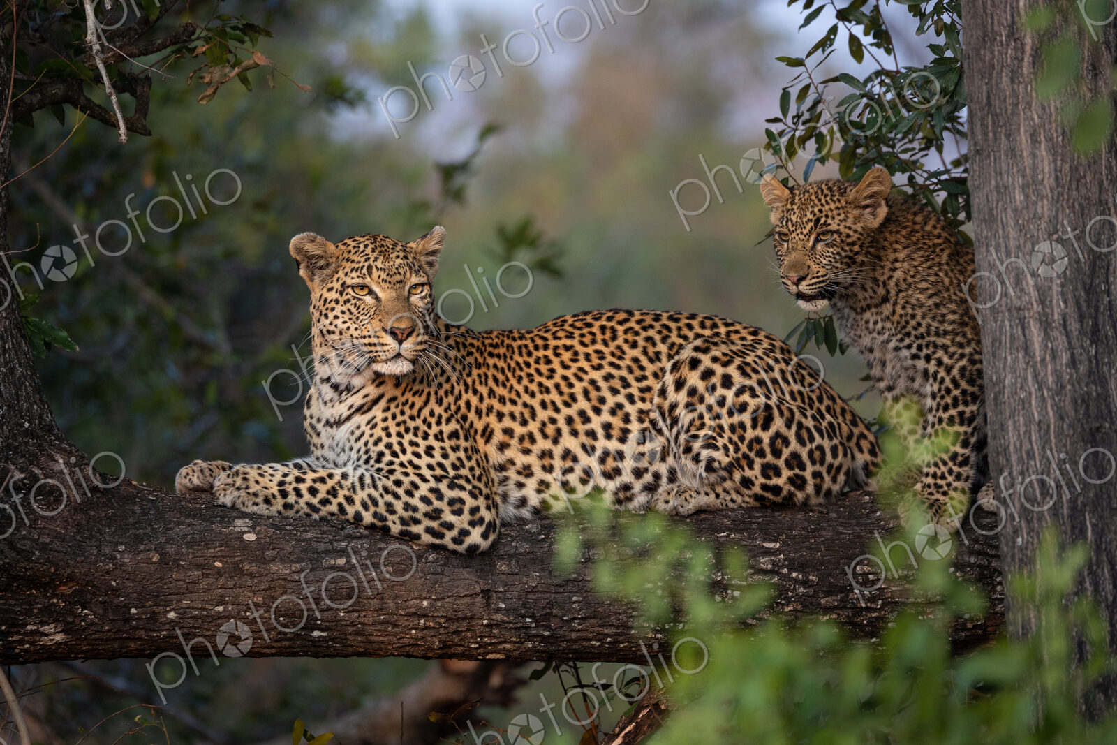 Leopard, Panthera pardus, Female leopard resting on a branch with a cub standing next…
