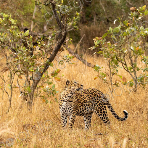 Leopard, Panthera pardus, Female leopard standing in tall, dry grass looking over her… Leopard, Panthera pardus, Female leopard standing in tall, dry grass looking over her…