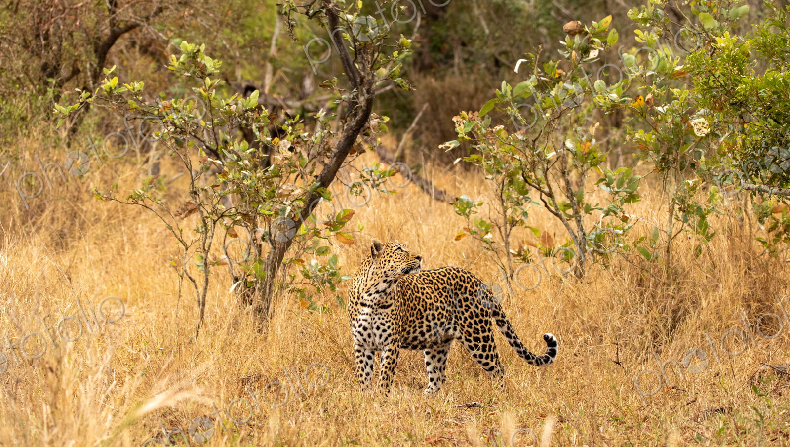 Leopard, Panthera pardus, Female leopard standing in tall, dry grass looking over her…