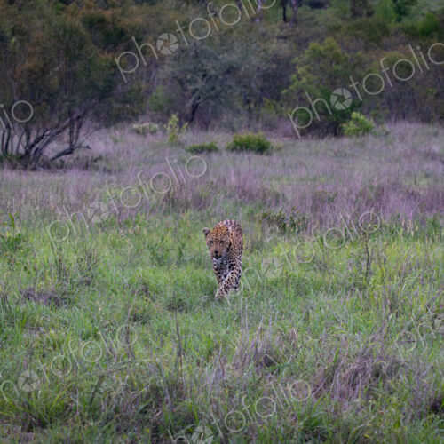 Leopard, Panthera pardus, Female leopard walking directly towards the camera in a… Leopard, Panthera pardus, Female leopard walking directly towards the camera in a…