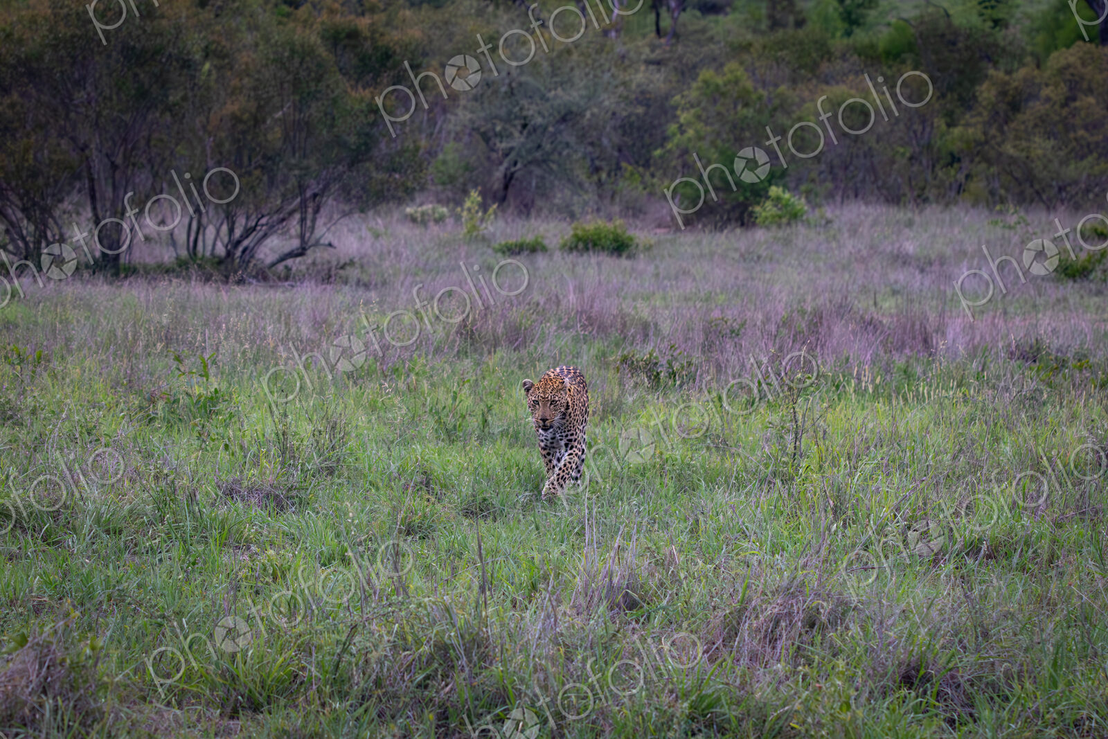 Leopard, Panthera pardus, Female leopard walking directly towards the camera in a…