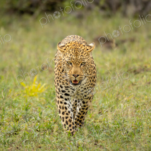 Leopard, Panthera pardus, Female leopard walking directly towards the camera in lush… Leopard, Panthera pardus, Female leopard walking directly towards the camera in lush…