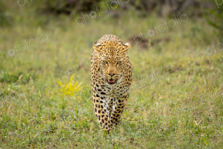 Leopard, Panthera pardus, Female leopard walking directly towards the camera in lush…