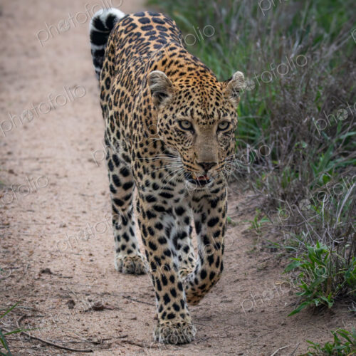 Leopard, Panthera pardus, Female leopard walking directly towards the camera on a dirt… Leopard, Panthera pardus, Female leopard walking directly towards the camera on a dirt…