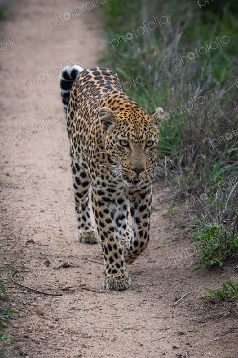 Leopard, Panthera pardus, Female leopard walking directly towards the camera on a dirt…