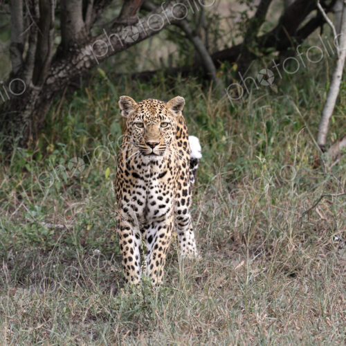 Leopard, Panthera pardus, Female leopard walking directly towards the camera through… Leopard, Panthera pardus, Female leopard walking directly towards the camera through…