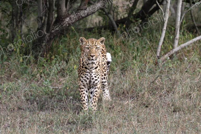 Leopard, Panthera pardus, Female leopard walking directly towards the camera through…