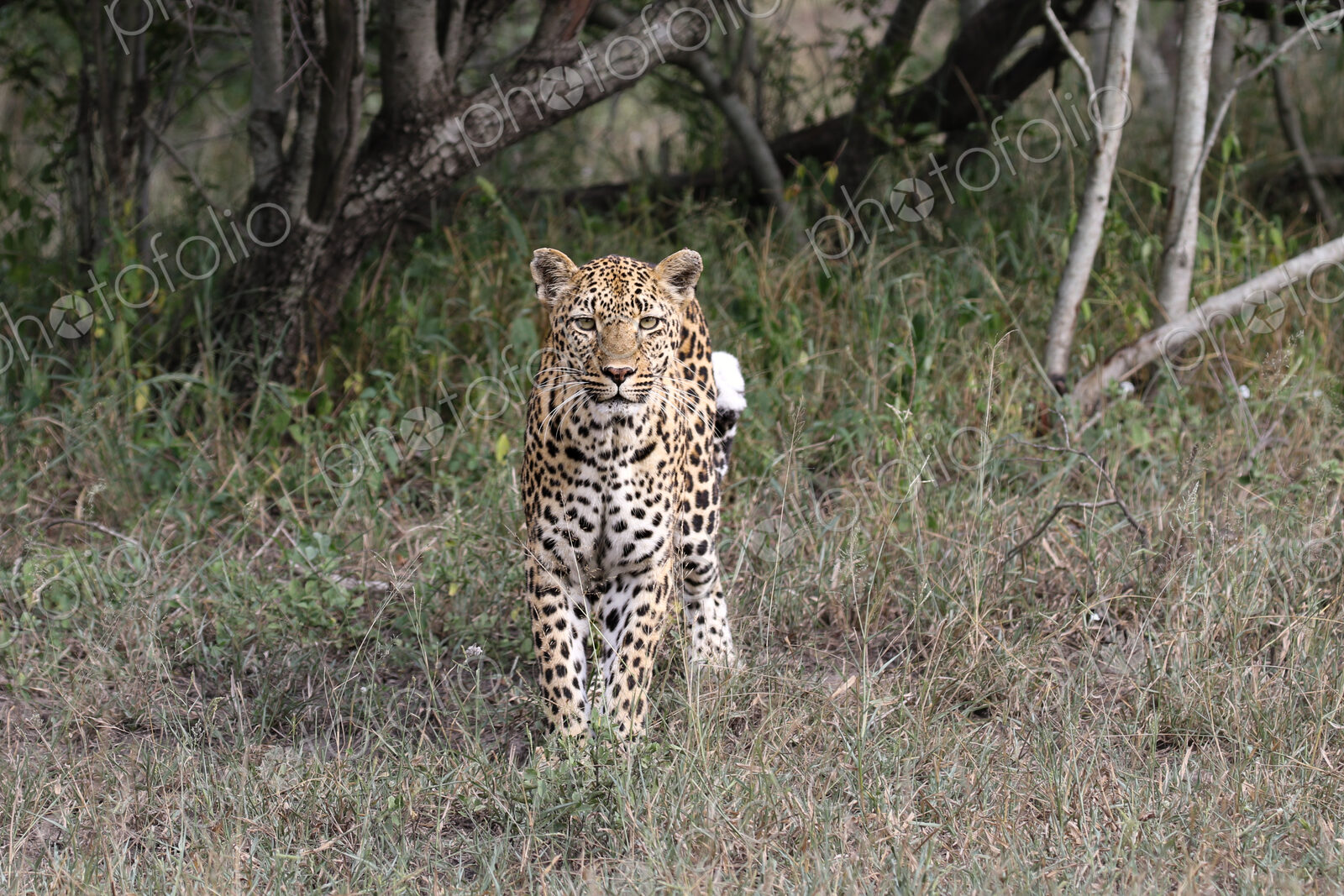 Leopard, Panthera pardus, Female leopard walking directly towards the camera through…
