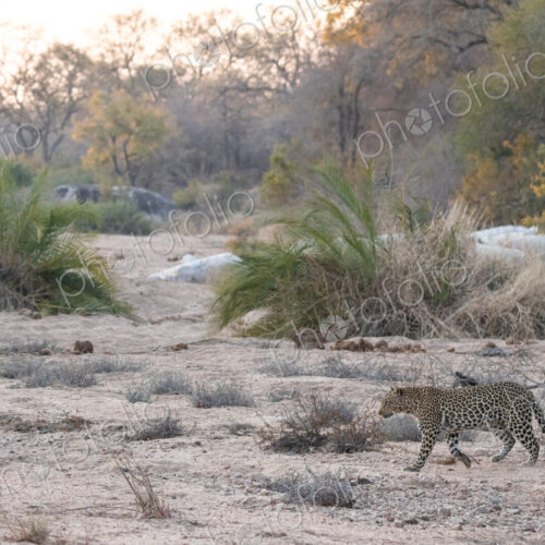 Leopard, Panthera pardus, Female walking across a dry, sandy river bed. Leopard, Panthera pardus, Female walking across a dry, sandy river bed.