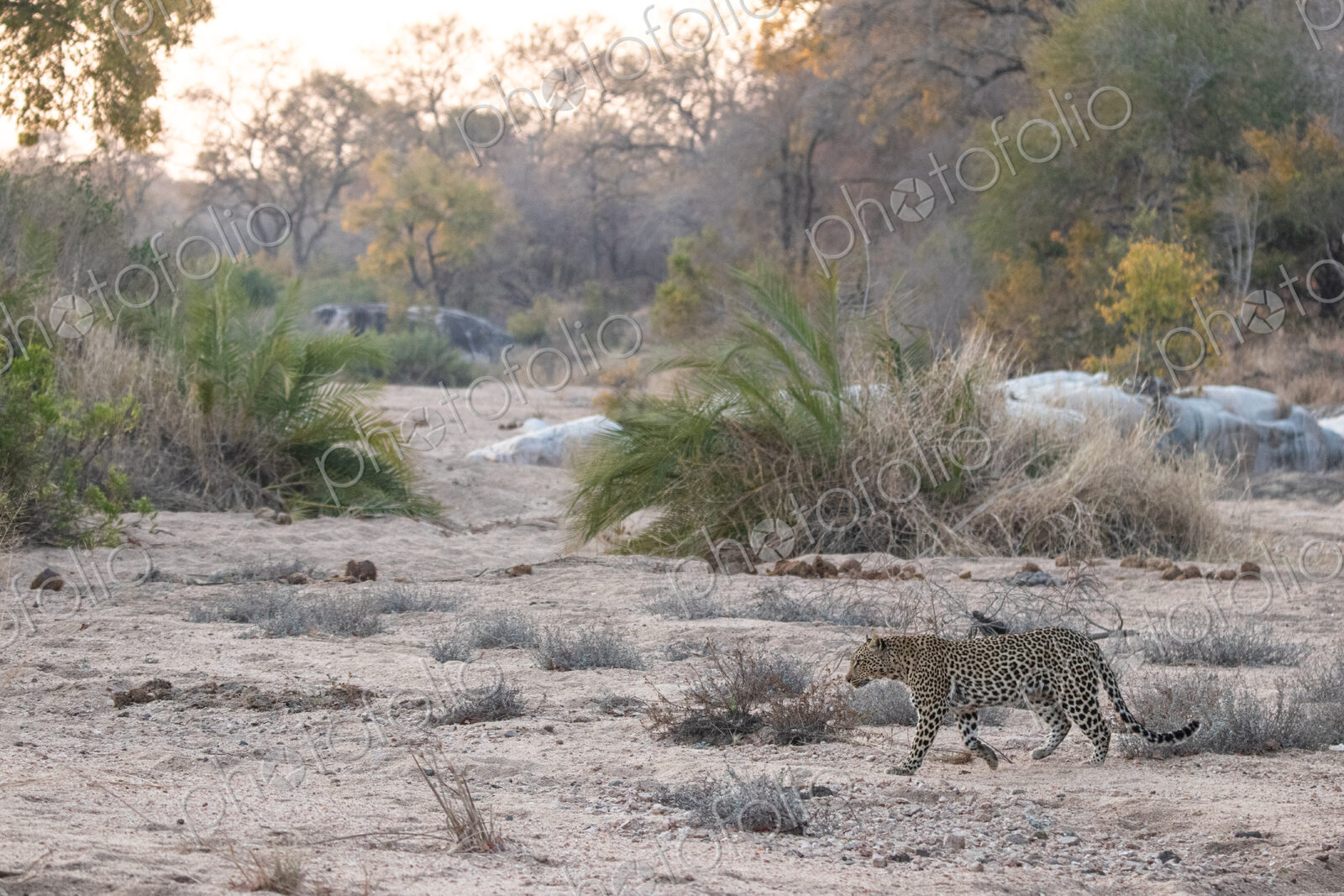 Leopard, Panthera pardus, Female walking across a dry, sandy river bed.