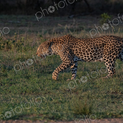 Leopard, Panthera pardus, Female. A female leopard is captured walking through a… Leopard, Panthera pardus, Female. A female leopard is captured walking through a…