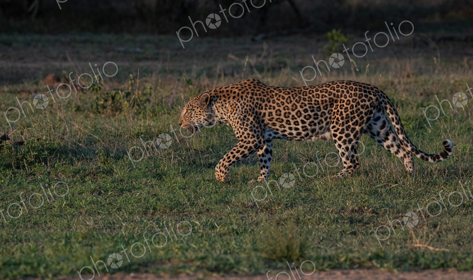 Leopard, Panthera pardus, Female. A female leopard is captured walking through a…