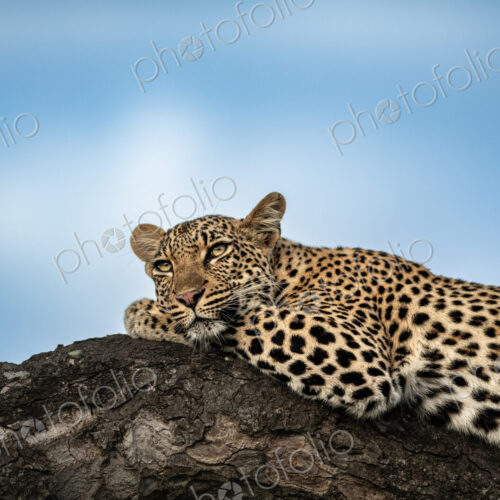 Leopard, Panthera pardus, Female. Black and white close-up portrait of a leopard…