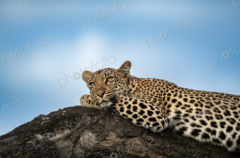 Leopard, Panthera pardus, Female. Black and white close-up portrait of a leopard…