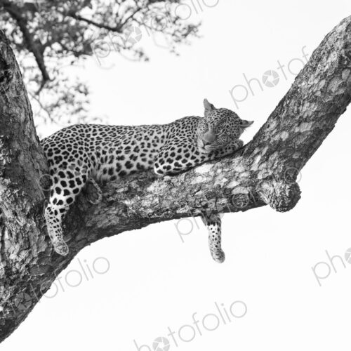 Leopard, Panthera pardus, Female. Black and white image of a leopard draped over a… Leopard, Panthera pardus, Female. Black and white image of a leopard draped over a…