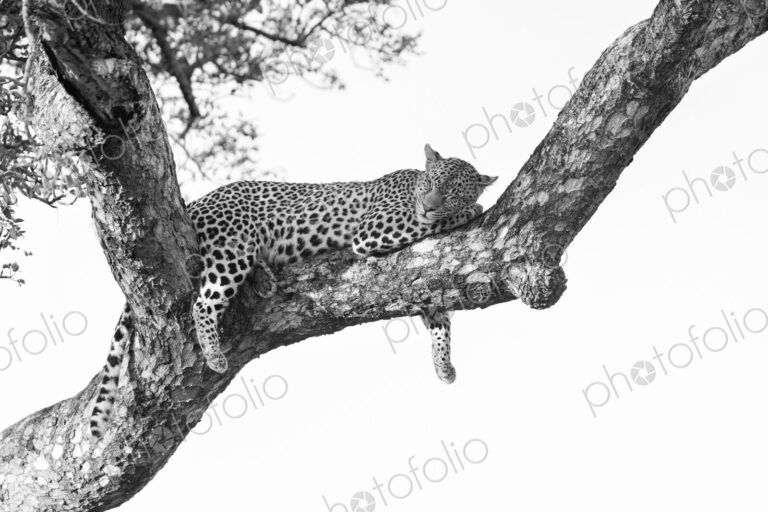Leopard, Panthera pardus, Female. Black and white image of a leopard draped over a…
