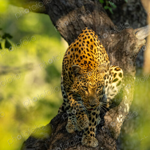 Leopard, Panthera pardus, Female. Climbing down a thick tree trunk in bright golden light.