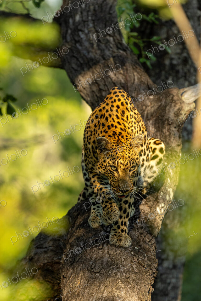 Leopard, Panthera pardus, Female. Climbing down a thick tree trunk in bright golden light.