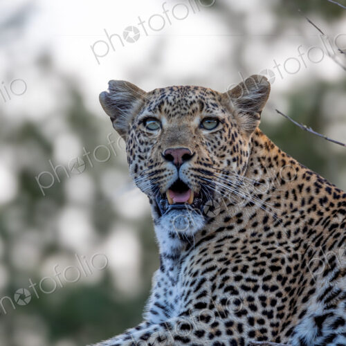Leopard, Panthera pardus, Female. Close-up headshot portrait of a female leopard with… Leopard, Panthera pardus, Female. Close-up headshot portrait of a female leopard with…