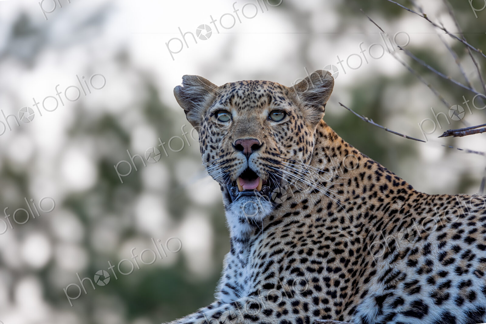 Leopard, Panthera pardus, Female. Close-up headshot portrait of a female leopard with…