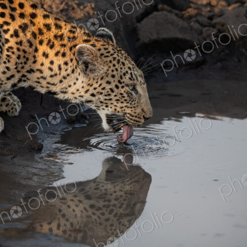 Leopard, Panthera pardus, Female. Drinking water from a muddy puddle with its… Leopard, Panthera pardus, Female. Drinking water from a muddy puddle with its…