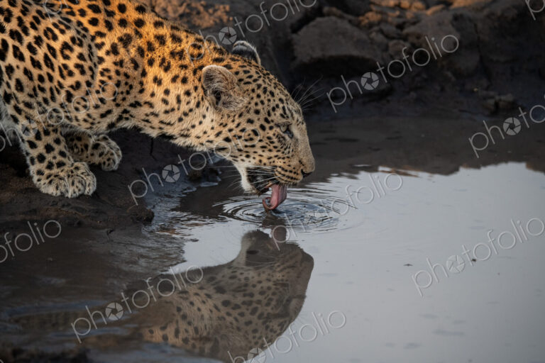 Leopard, Panthera pardus, Female. Drinking water from a muddy puddle with its…
