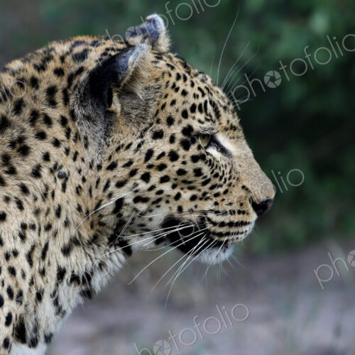 Leopard, Panthera pardus, Female. Extreme close-up side portrait of a female leopard…