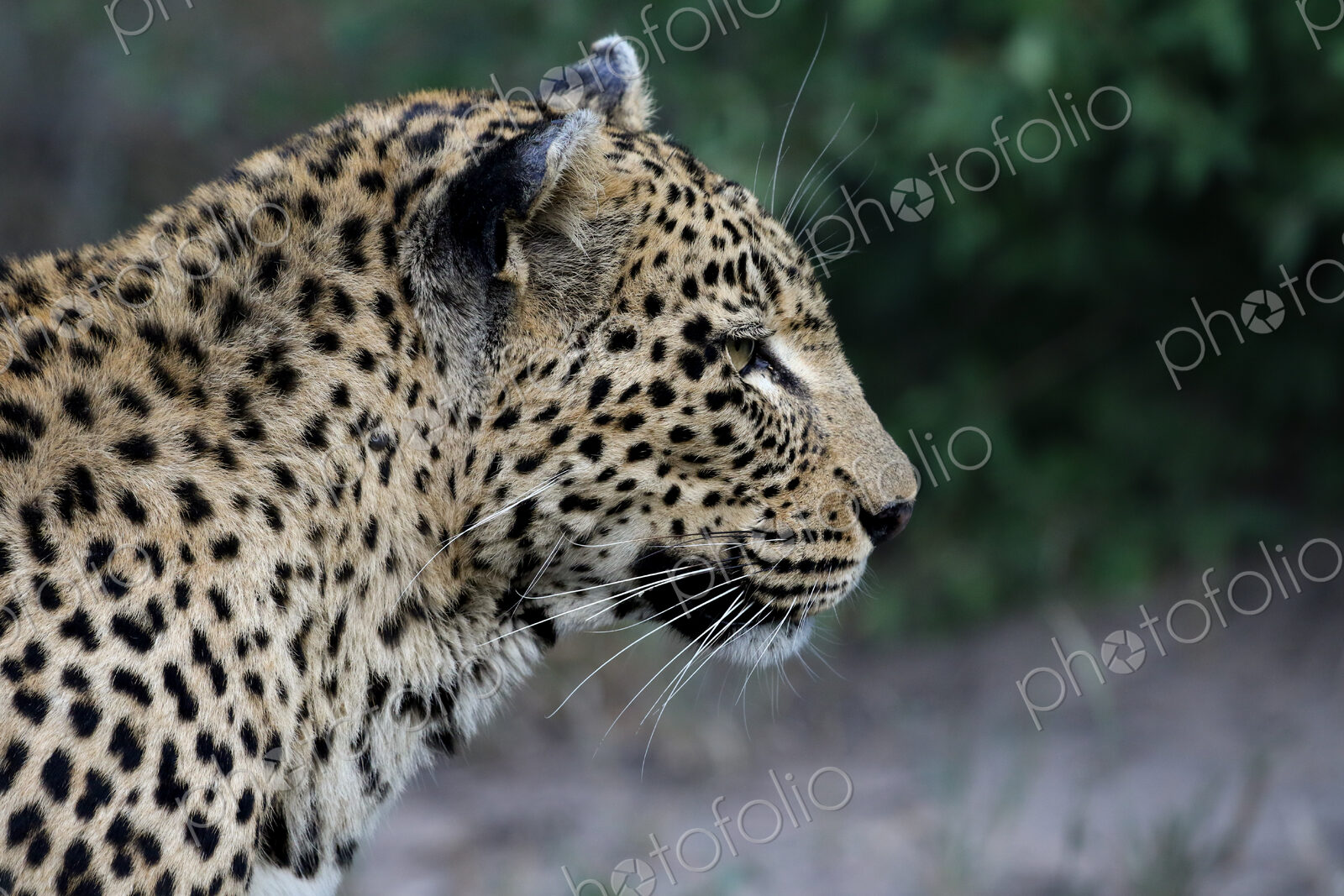Leopard, Panthera pardus, Female. Extreme close-up side portrait of a female leopard…