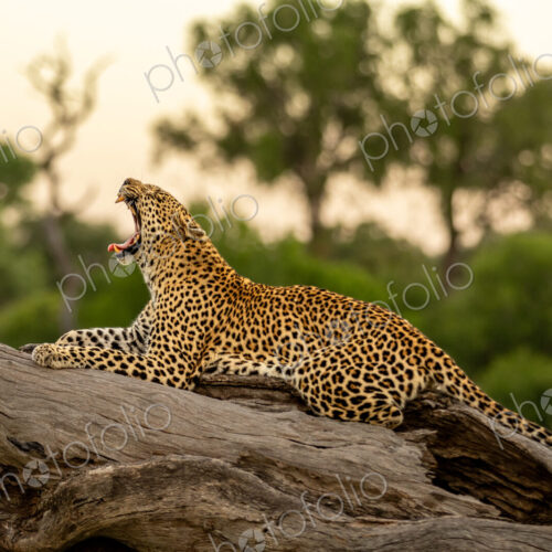 Leopard, Panthera pardus, Female. Resting lengthwise on a thick, fallen log with its…