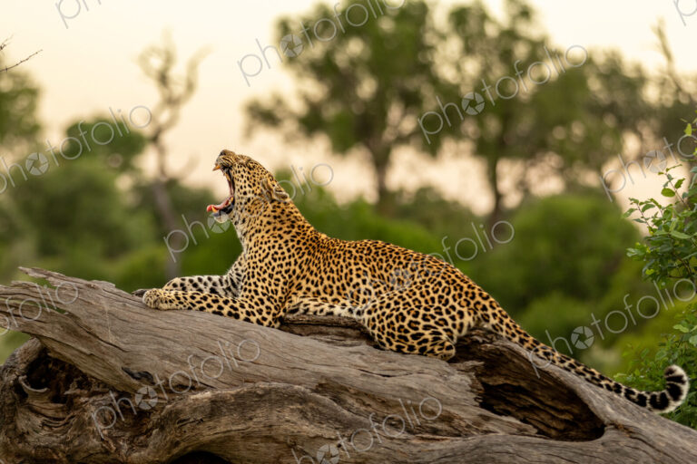 Leopard, Panthera pardus, Female. Resting lengthwise on a thick, fallen log with its…