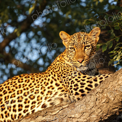 Leopard, Panthera pardus, Female. Resting on a thick tree branch, lit by warm golden…