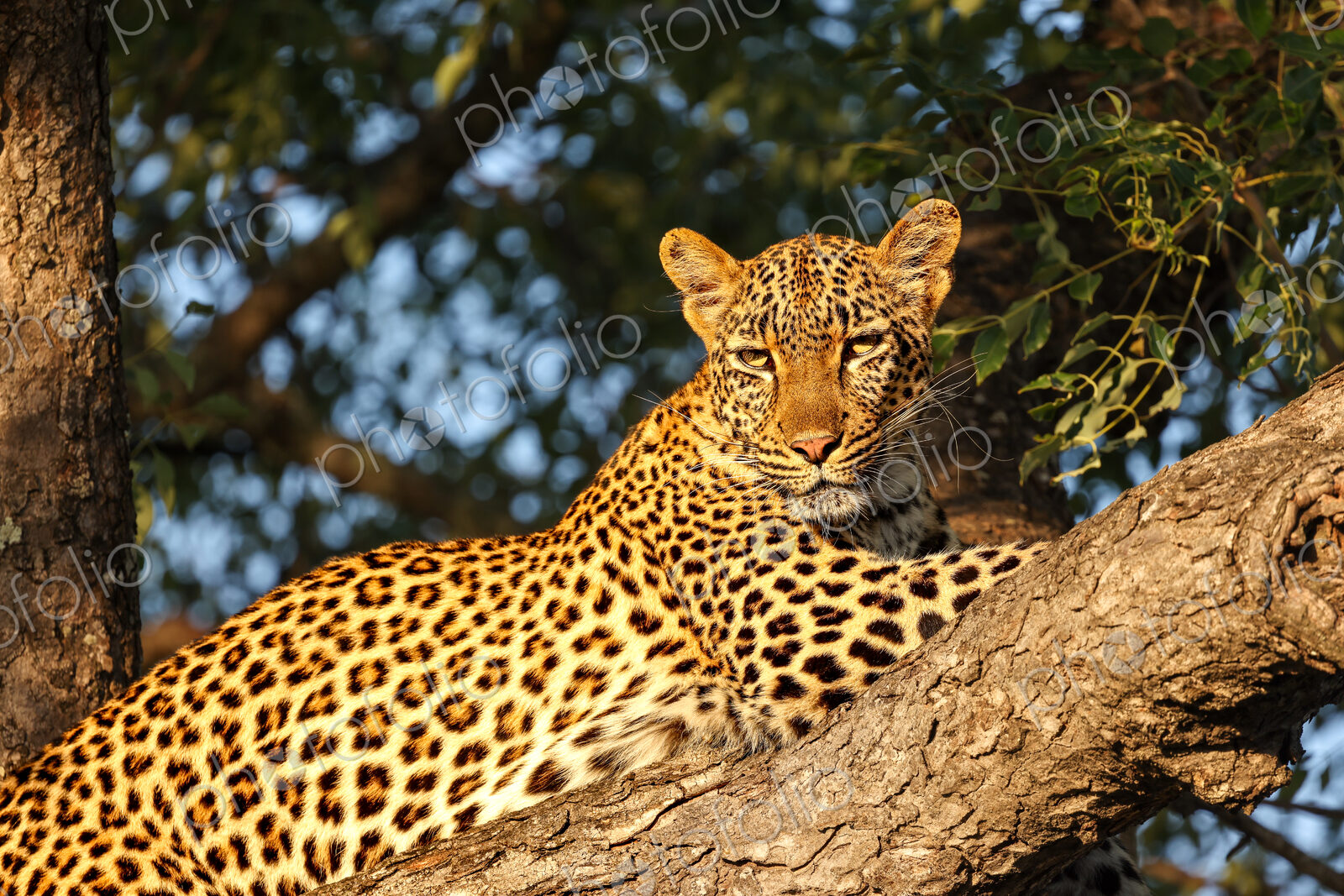 Leopard, Panthera pardus, Female. Resting on a thick tree branch, lit by warm golden…