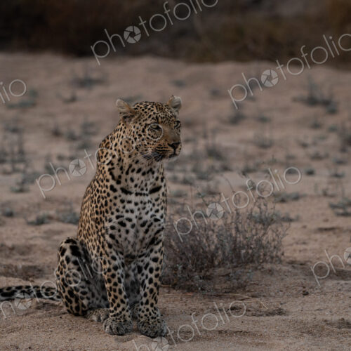 Leopard, Panthera pardus, Female. Sitting alert in the sand of a dry riverbed. Leopard, Panthera pardus, Female. Sitting alert in the sand of a dry riverbed.
