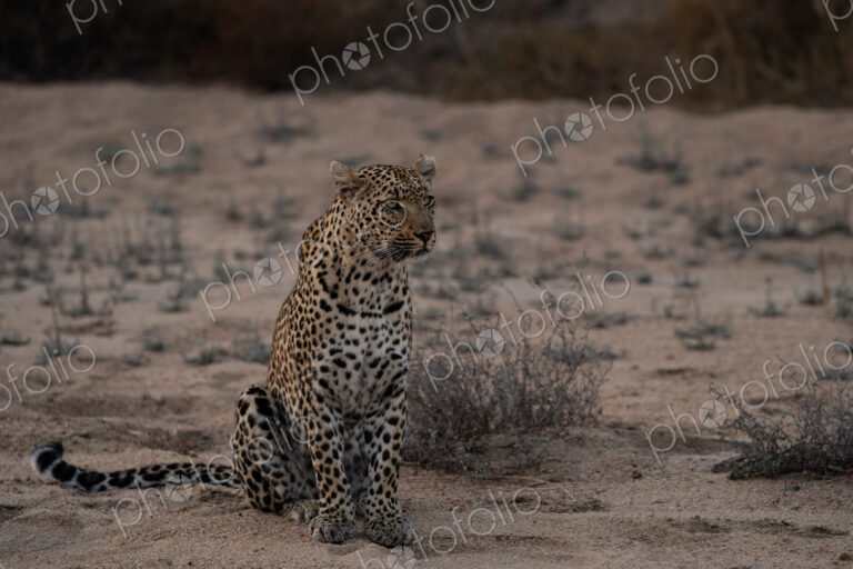 Leopard, Panthera pardus, Female. Sitting alert in the sand of a dry riverbed.
