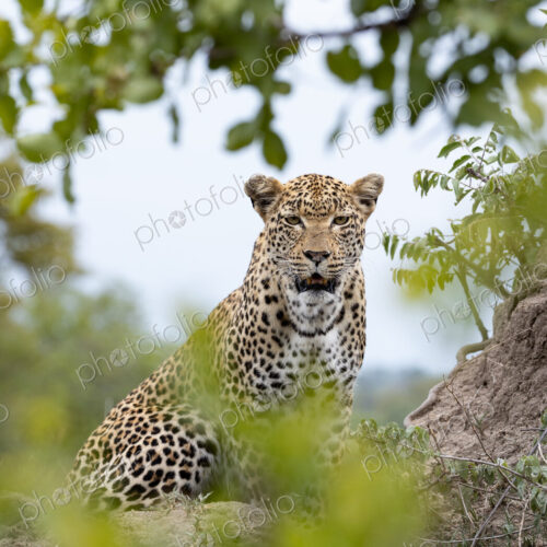 Leopard, Panthera pardus, Female. Sitting alert on a low termite mound, partially… Leopard, Panthera pardus, Female. Sitting alert on a low termite mound, partially…