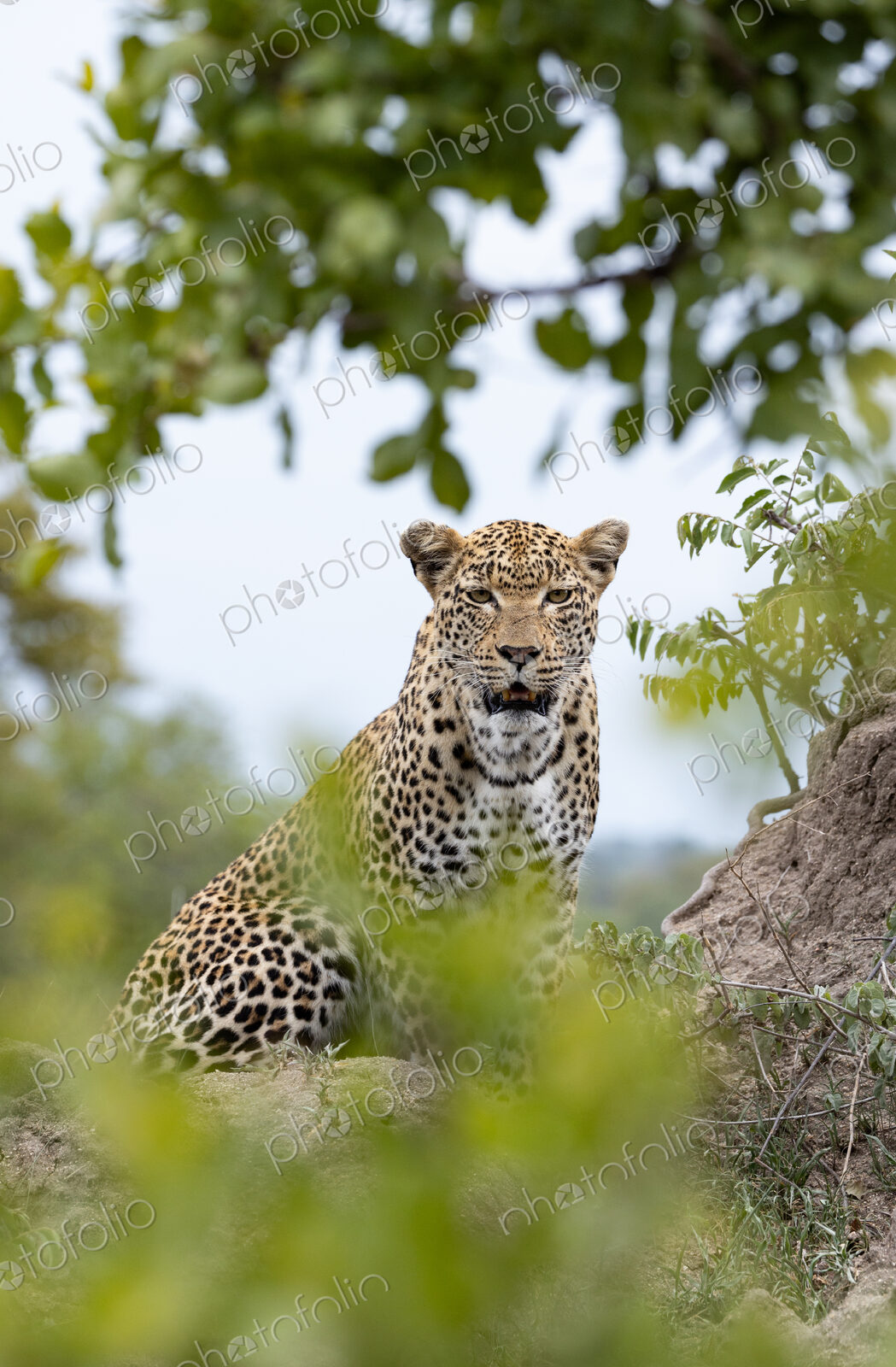 Leopard, Panthera pardus, Female. Sitting alert on a low termite mound, partially…
