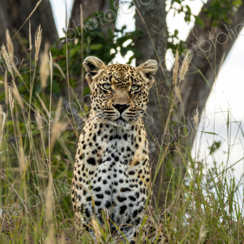 Leopard, Panthera pardus, Female. Sitting front-on in tall grass, looking toward the… Leopard, Panthera pardus, Female. Sitting front-on in tall grass, looking toward the…