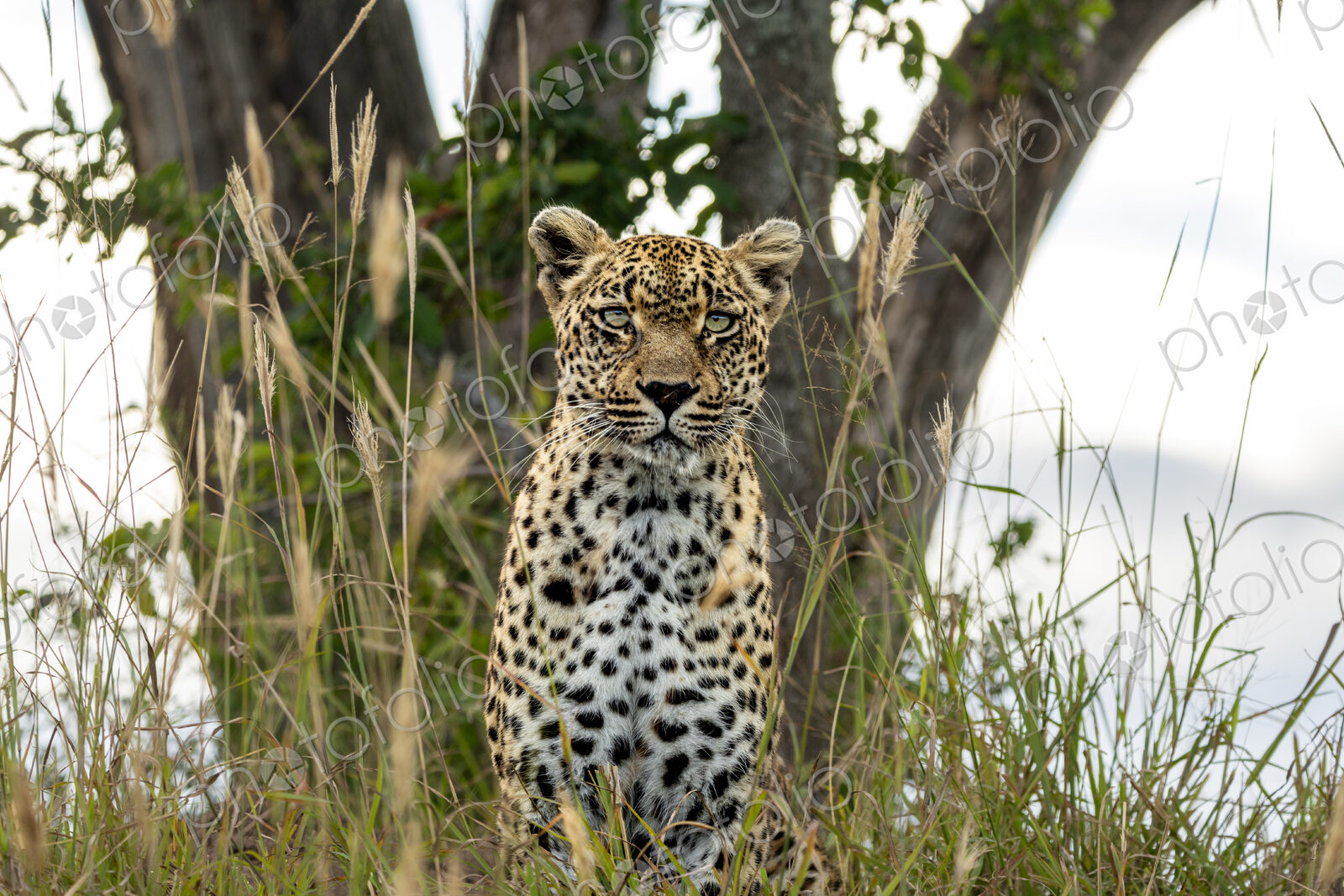 Leopard, Panthera pardus, Female. Sitting front-on in tall grass, looking toward the…