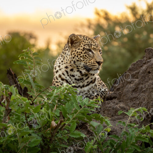 Leopard, Panthera pardus, Female. Sitting on a dark termite mound looking into the…