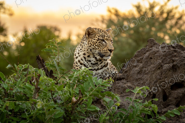 Leopard, Panthera pardus, Female. Sitting on a dark termite mound looking into the…