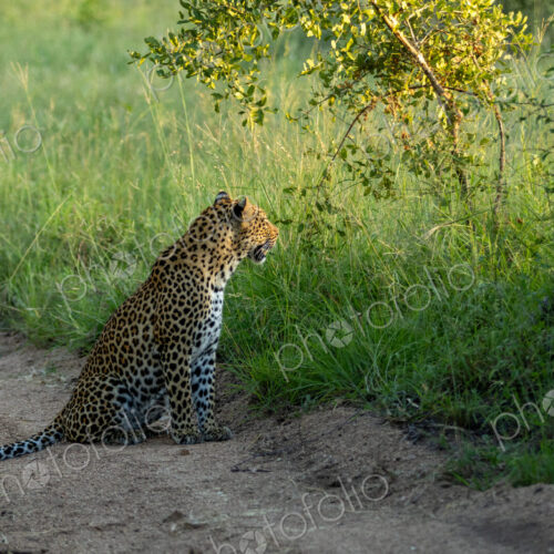 Leopard, Panthera pardus, Female. Sitting on a dirt road edge next to tall grass,… Leopard, Panthera pardus, Female. Sitting on a dirt road edge next to tall grass,…
