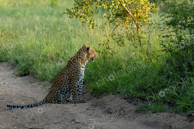 Leopard, Panthera pardus, Female. Sitting on a dirt road edge next to tall grass,…
