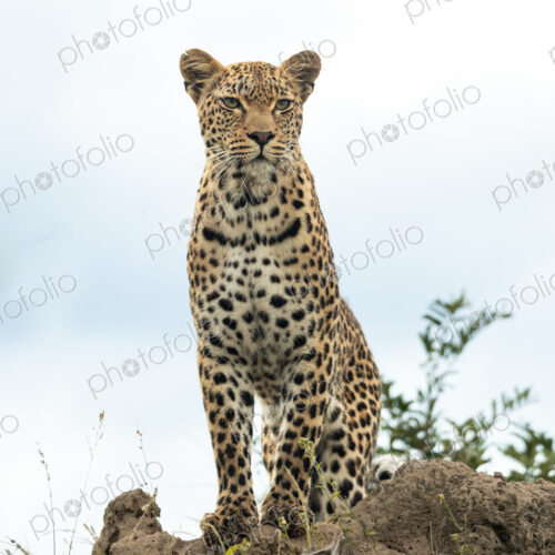 Leopard, Panthera pardus, Female. Sitting upright on a high termite mound, looking… Leopard, Panthera pardus, Female. Sitting upright on a high termite mound, looking…