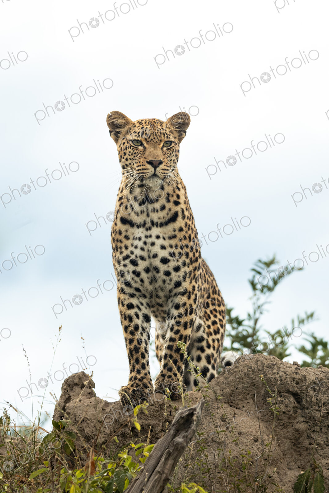 Leopard, Panthera pardus, Female. Sitting upright on a high termite mound, looking…