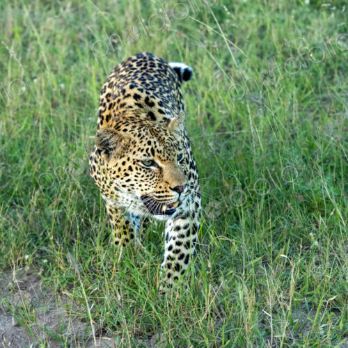 Leopard, Panthera pardus, Female. Stalking low through long, lush green grass, looking…