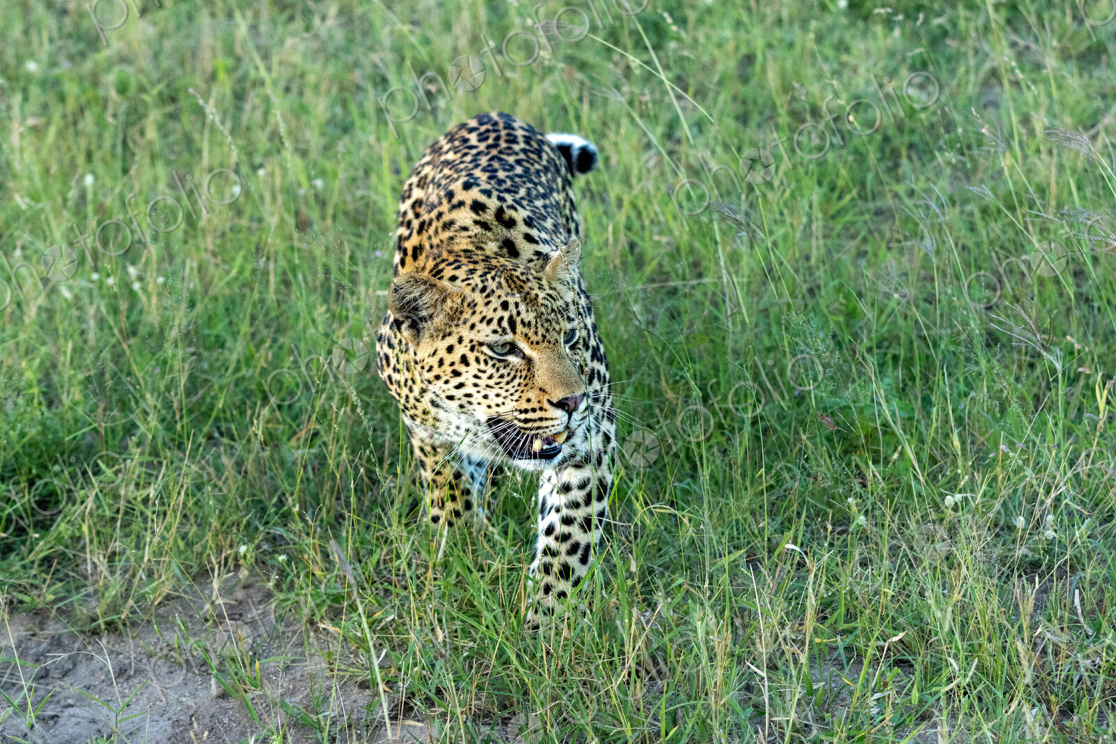 Leopard, Panthera pardus, Female. Stalking low through long, lush green grass, looking…
