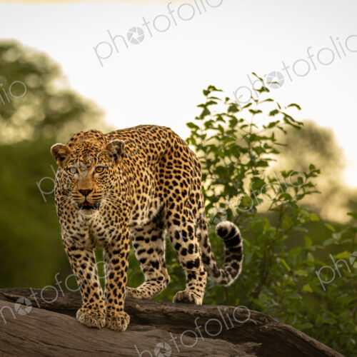 Leopard, Panthera pardus, Female. Standing alert on a thick, fallen dead tree log,… Leopard, Panthera pardus, Female. Standing alert on a thick, fallen dead tree log,…